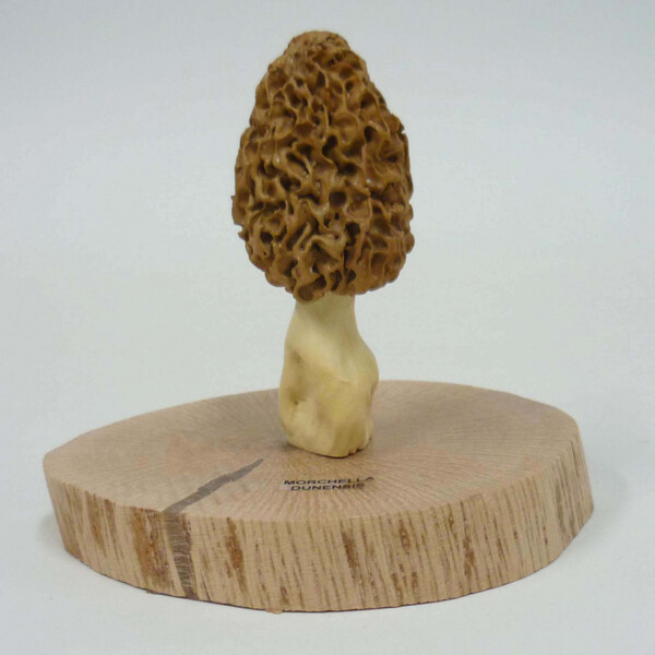 Colmenilla rubia - Morchela dunensis (Réplica resina)
