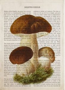 Lienzo boletus edulis